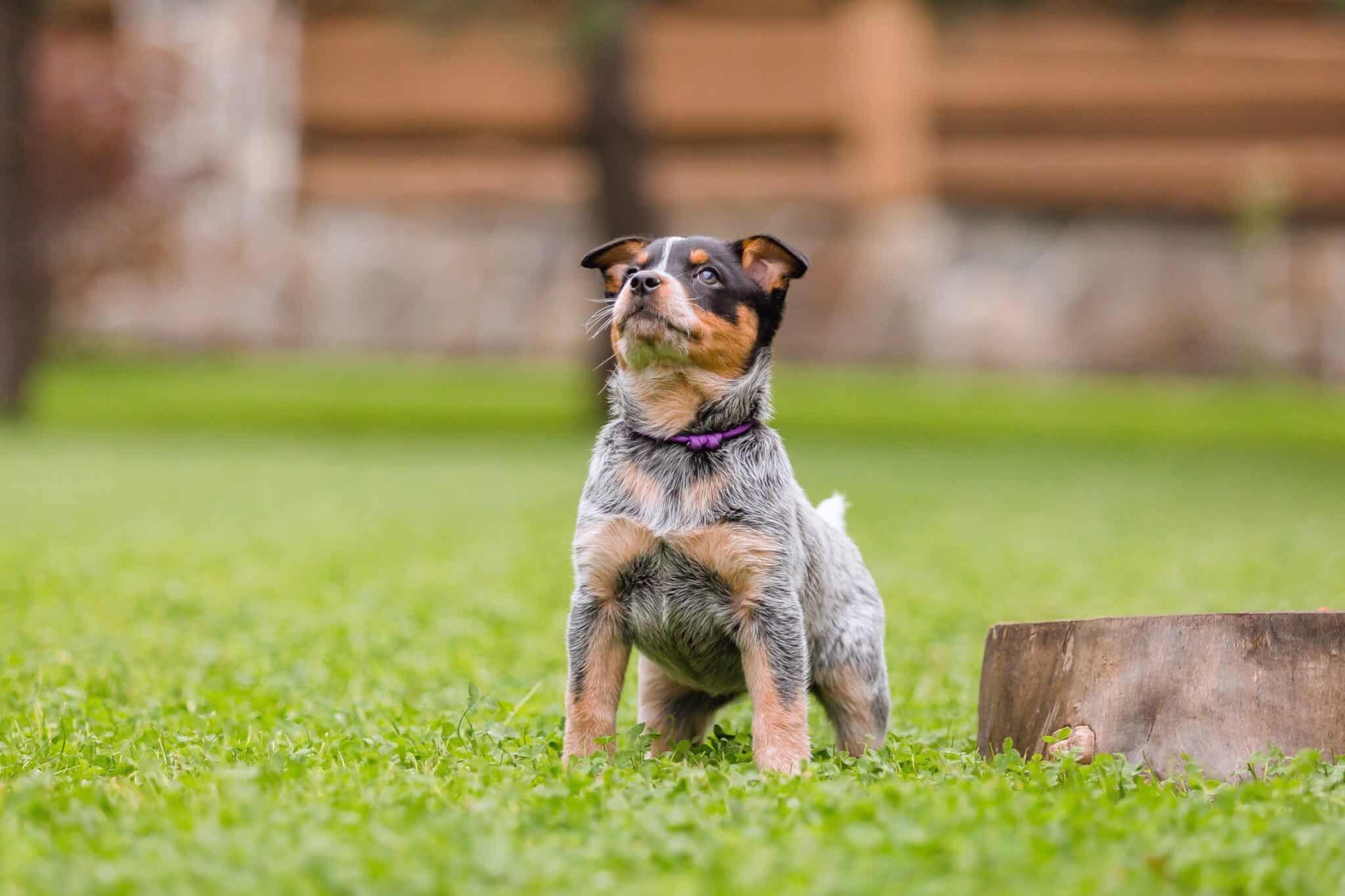 How Much Does an Australian Cattle Dog Cost? (2024 Guide)