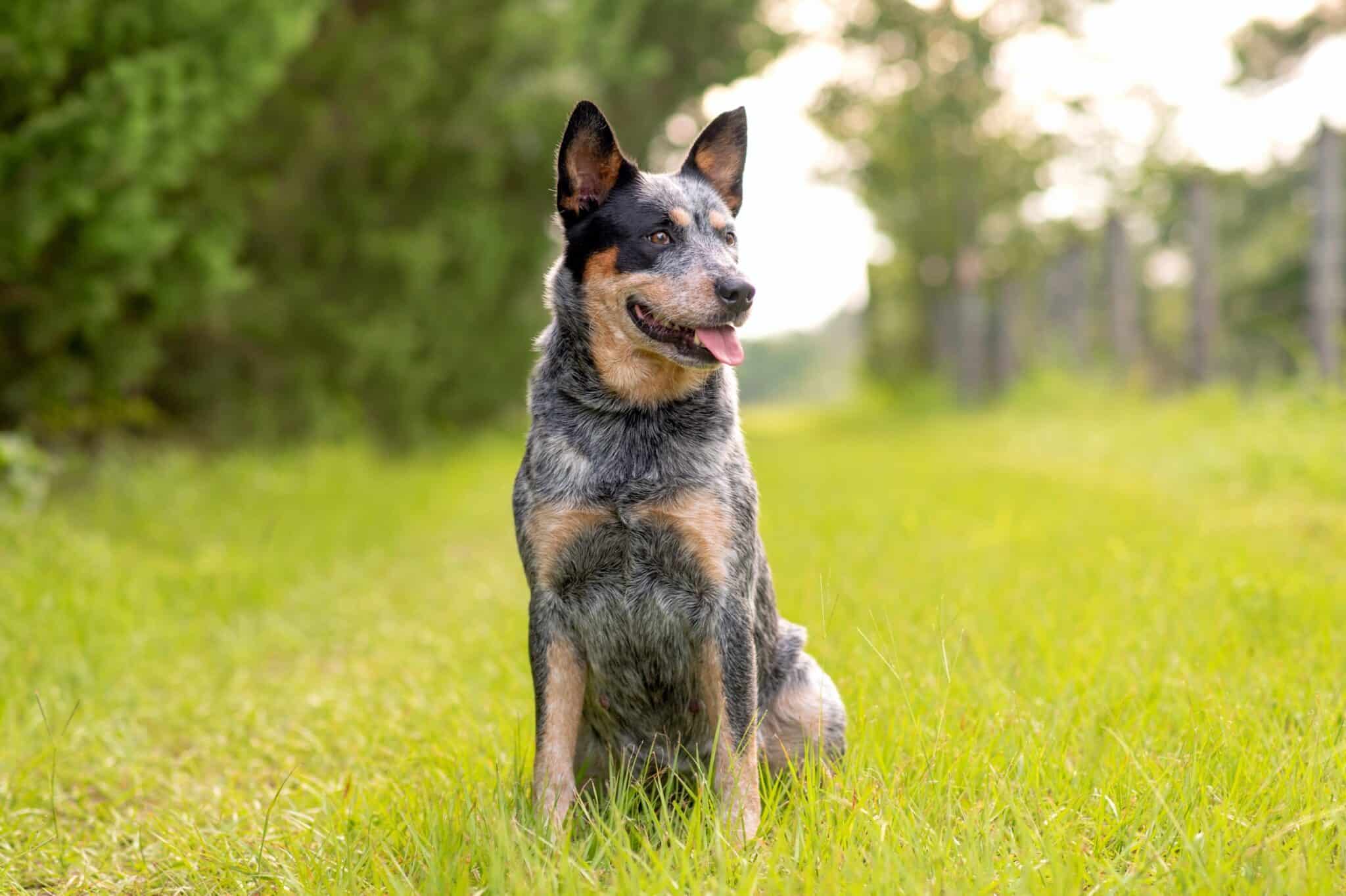 How Much Does an Australian Cattle Dog Cost? (2024 Guide)