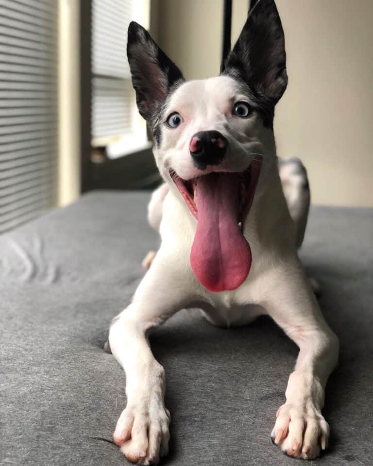 Whippet Mixes 31 Different Whippet Hybrids (With Pictures)