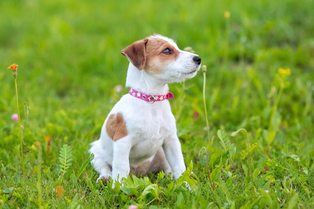 How Much Does a Jack Russell Terrier Cost? (2024 Price Guide)