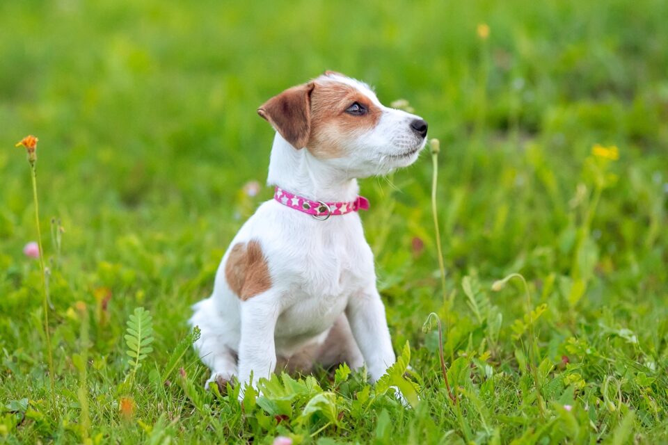 How Much Does a Jack Russell Terrier Cost? (2024 Price Guide)