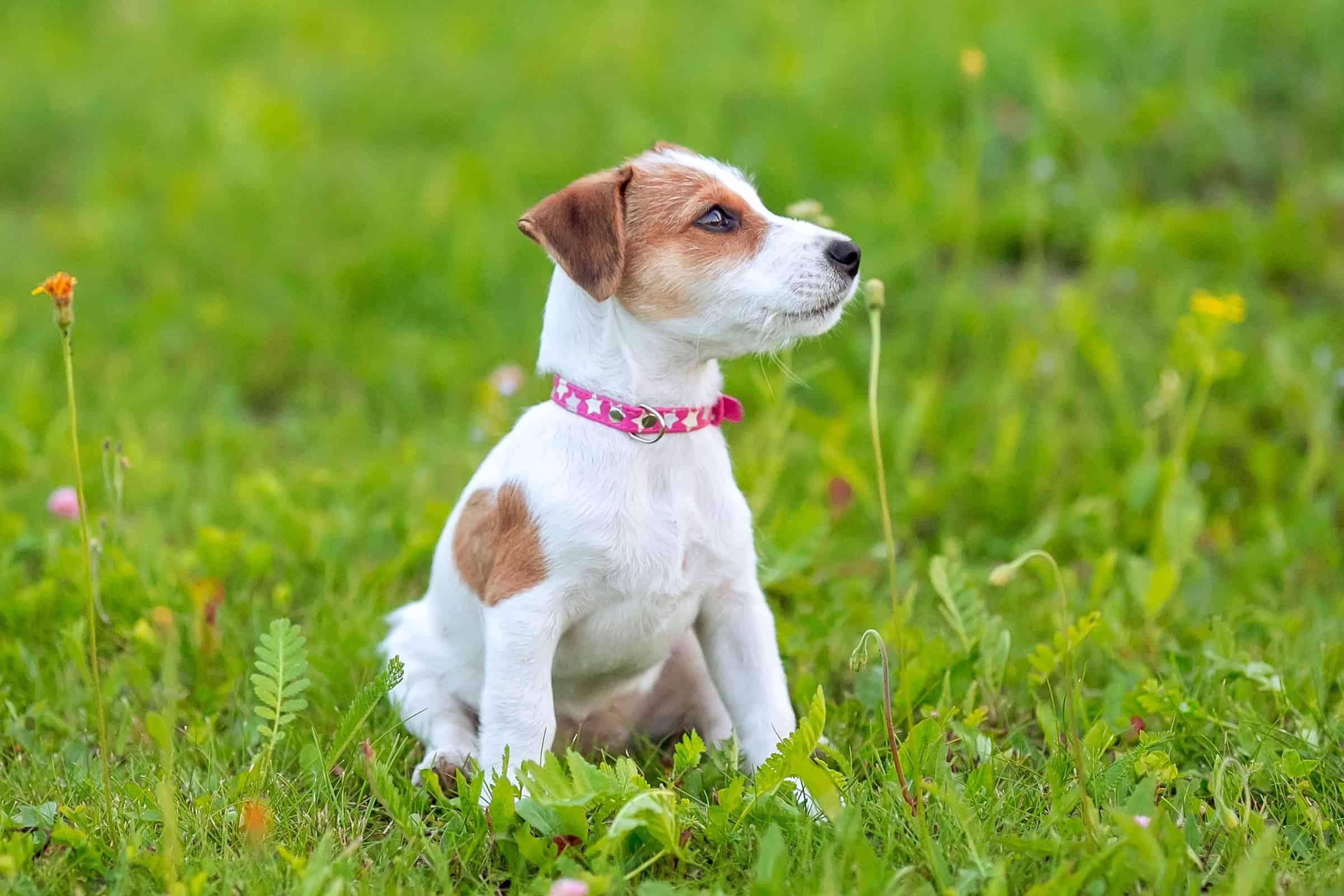How Much Does a Jack Russell Terrier Cost? (2023 Price Guide)