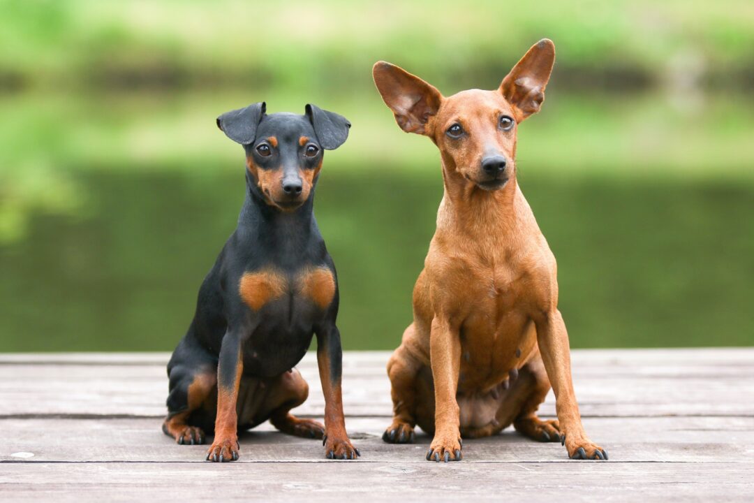 How Much Does a Miniature Pinscher Cost? (2024 Price Guide)