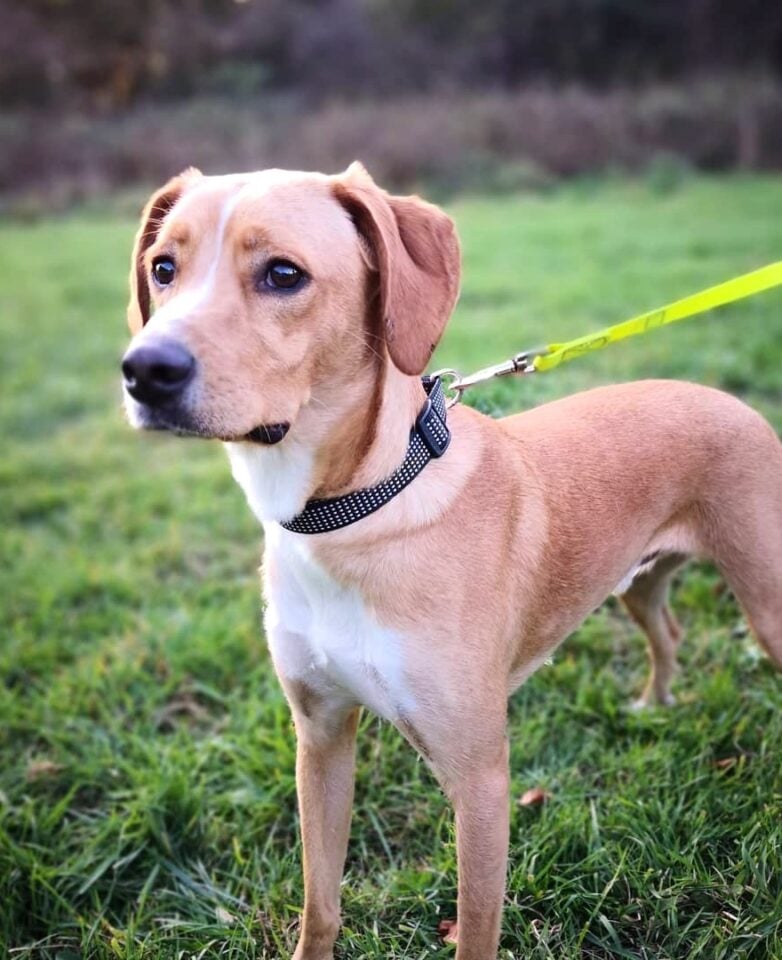 Vizsla Mixes 25 Loyal Crossbreeds You'll Love