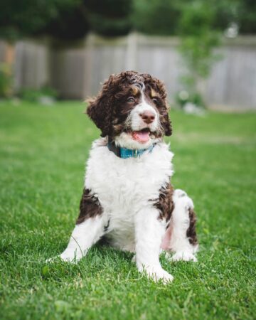 40 Bernese Mountain Dog Mixes You'll Love!