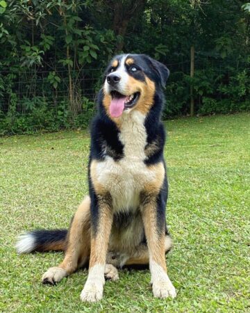 40 Bernese Mountain Dog Mixes You'll Love!
