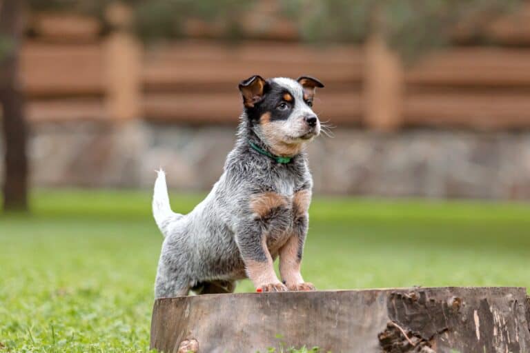 10 Best Australian Cattle Dog Breeders (2024) Our Top 10 Picks!