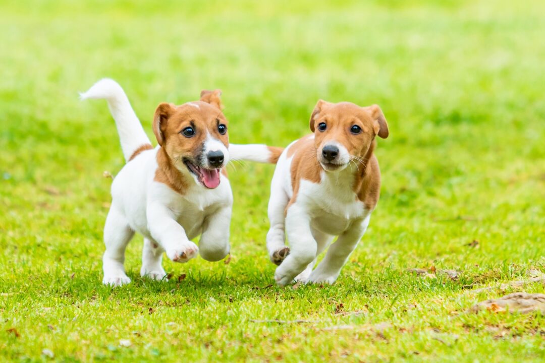 10 Best Jack Russell Terrier Breeders (2024) Our Top 10 Picks!