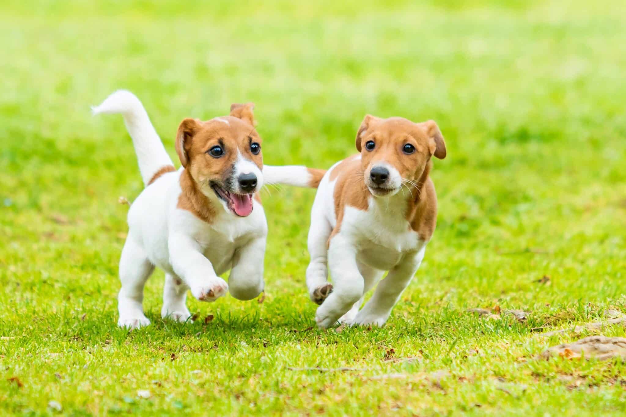 10 Best Jack Russell Terrier Breeders (2024) Our Top 10 Picks!