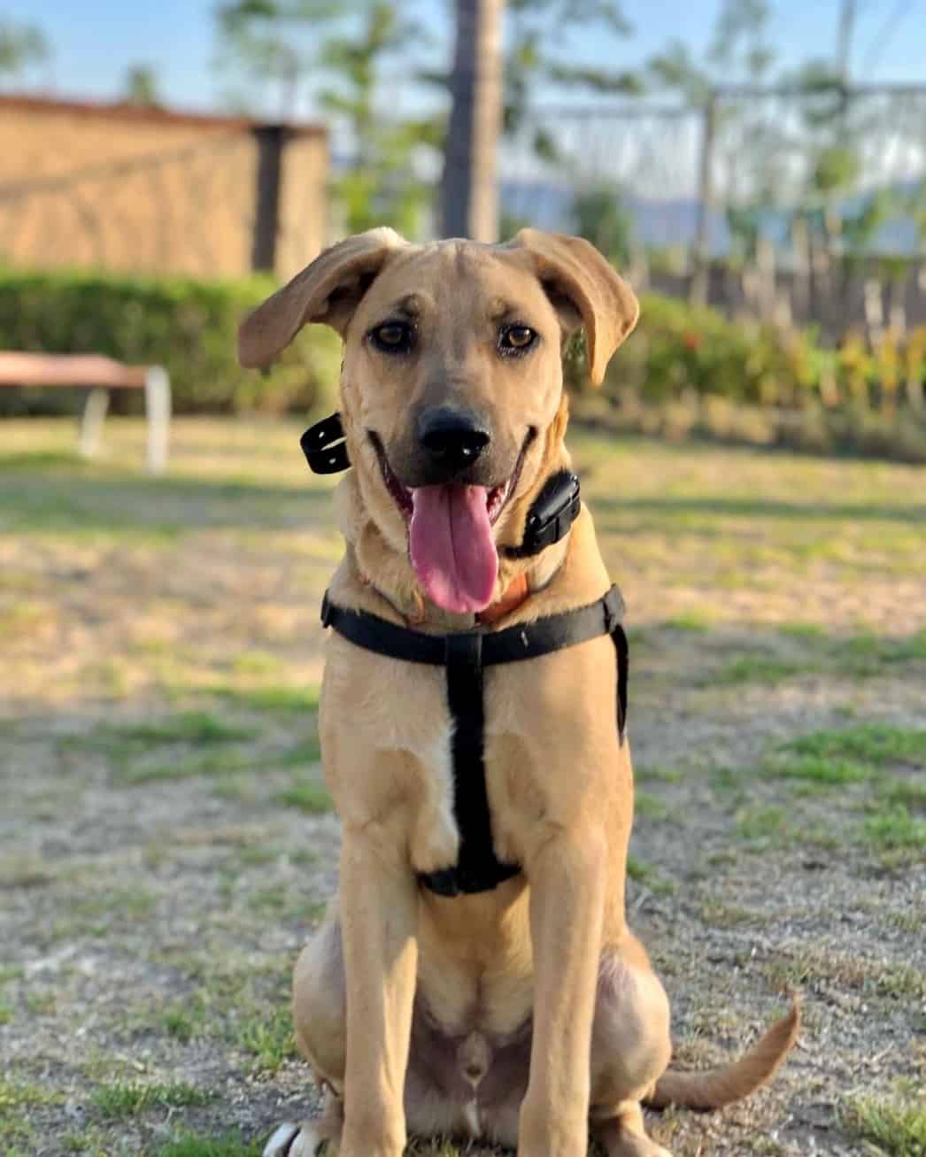 Black Mouth Cur Mixes 13 Fearless and Protective Crossbreeds