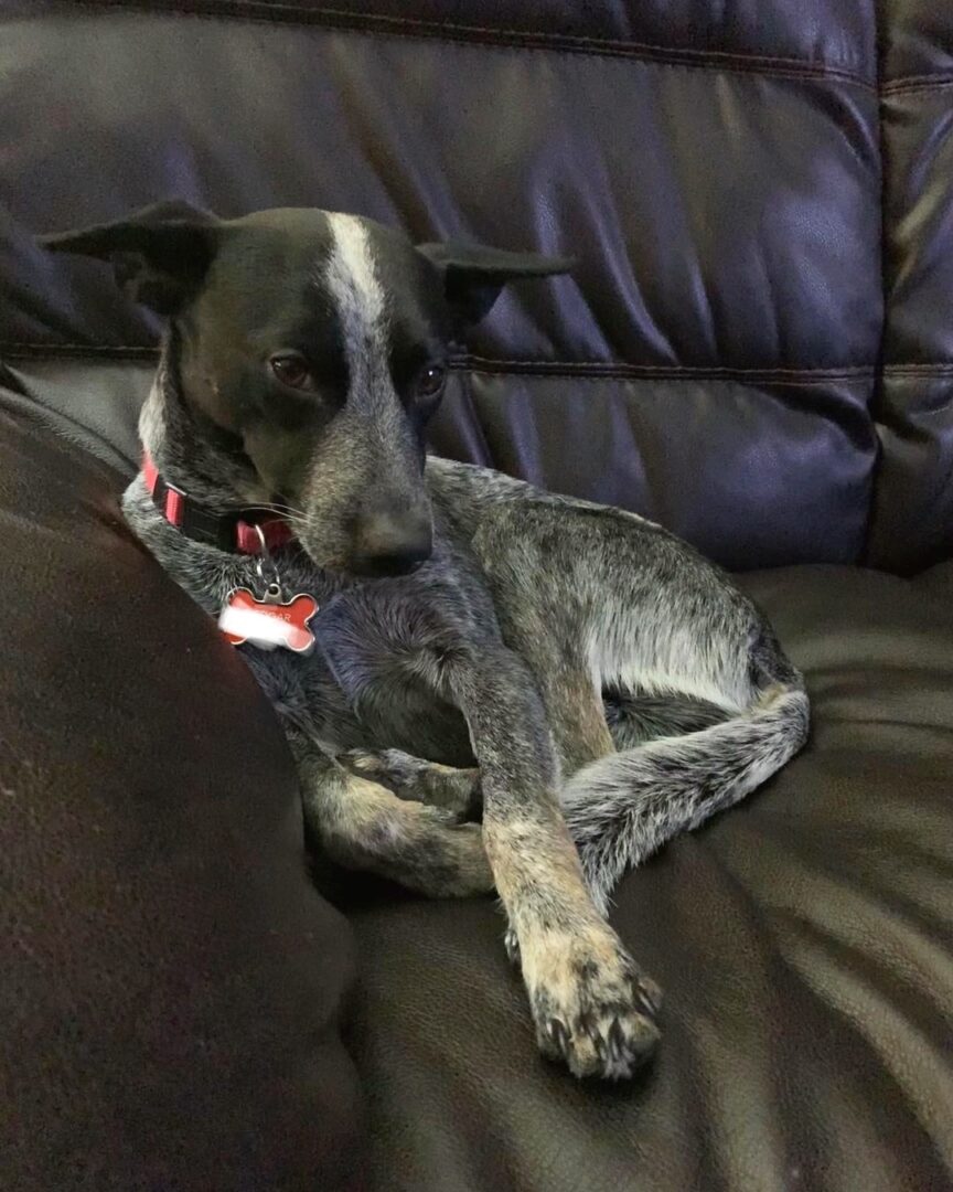 Whippet Mixes 31 Different Whippet Hybrids (With Pictures)