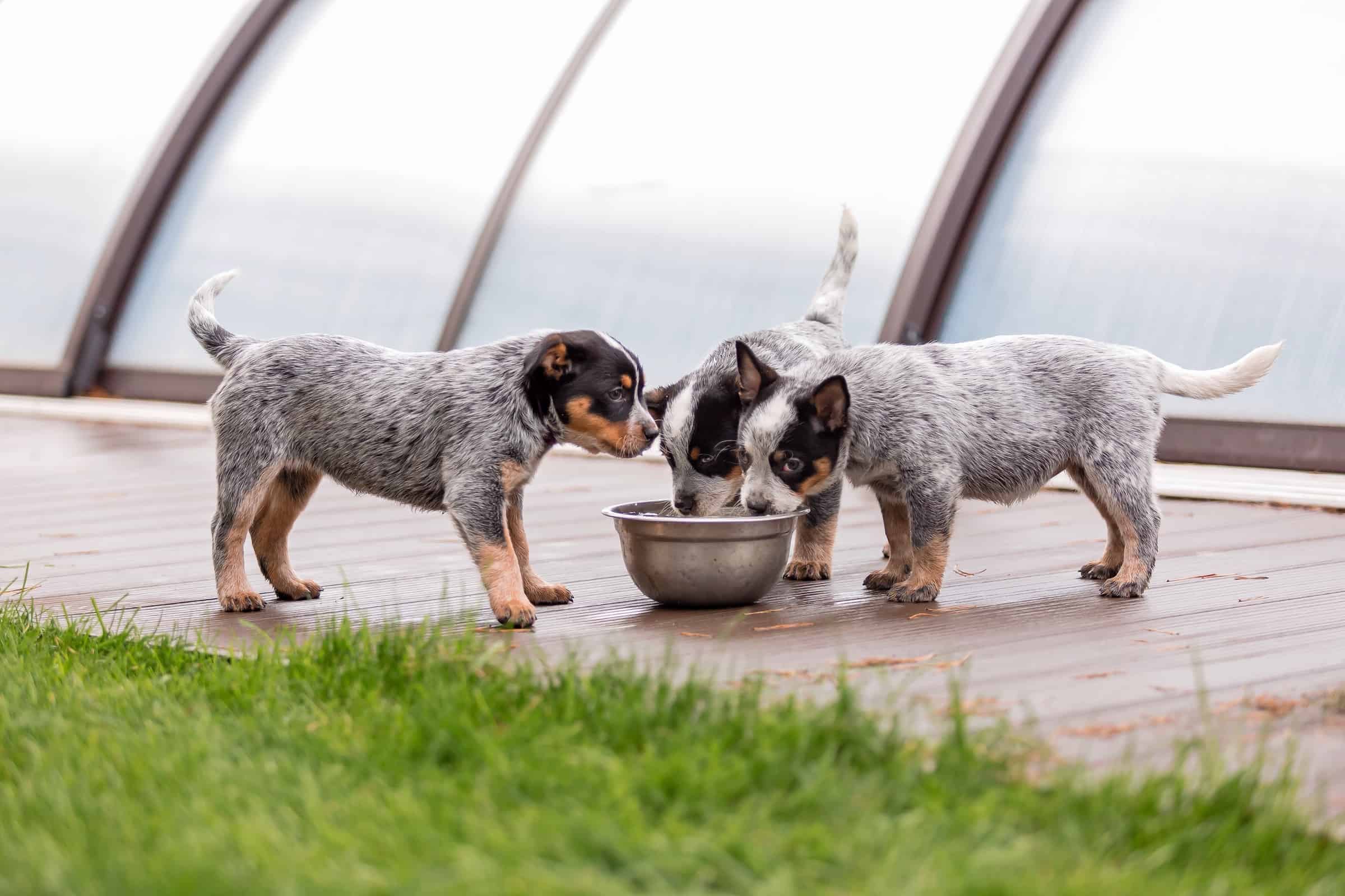 How Much Does an Australian Cattle Dog Cost? (2023 Guide)