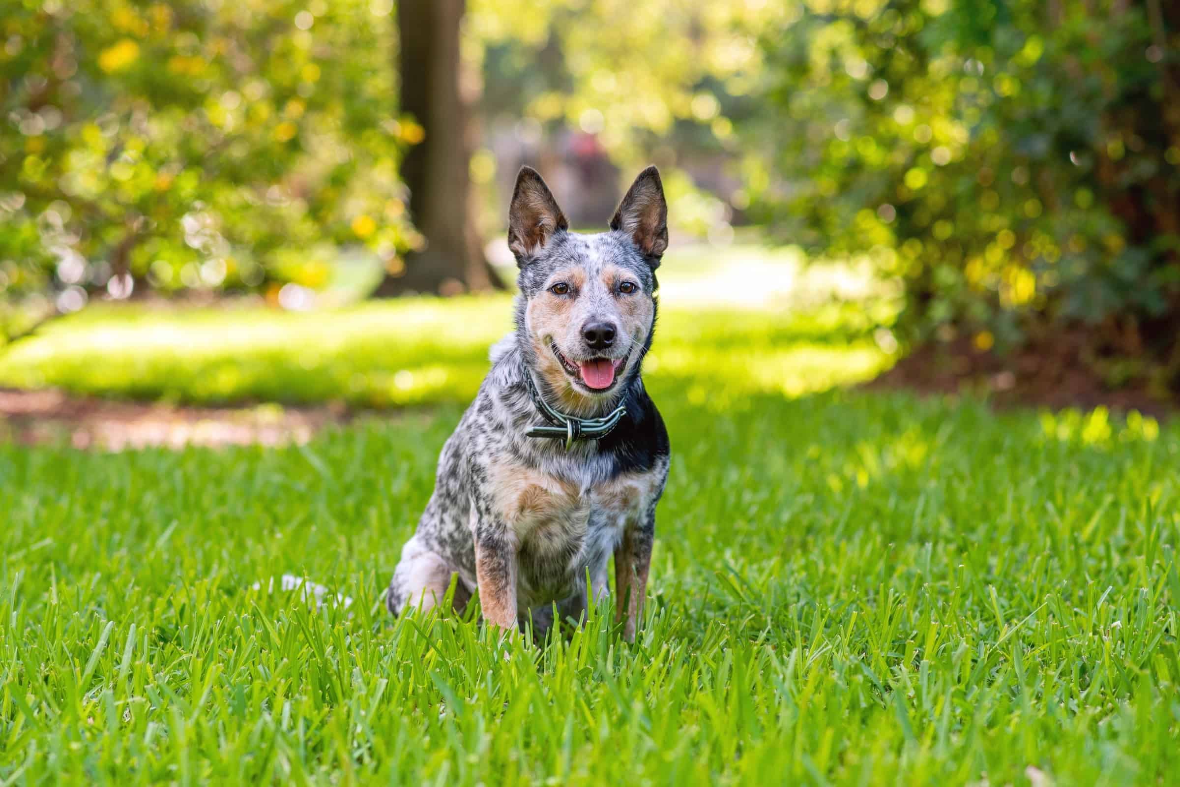 Queensland Heeler Breed Information Pictures Traits Facts