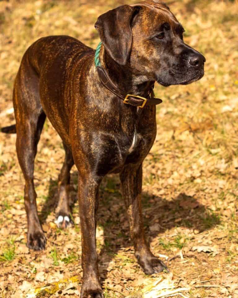 Vizsla Mixes 25 Loyal Crossbreeds You'll Love