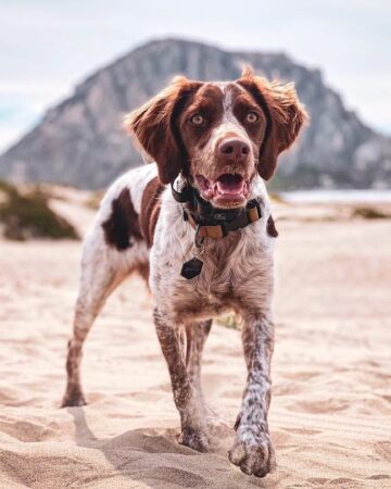 Brittany Spaniel Mixes: 21 Beautiful Crossbreeds