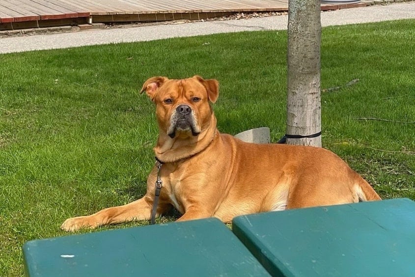 Bullmastiff German Shepherd Mix