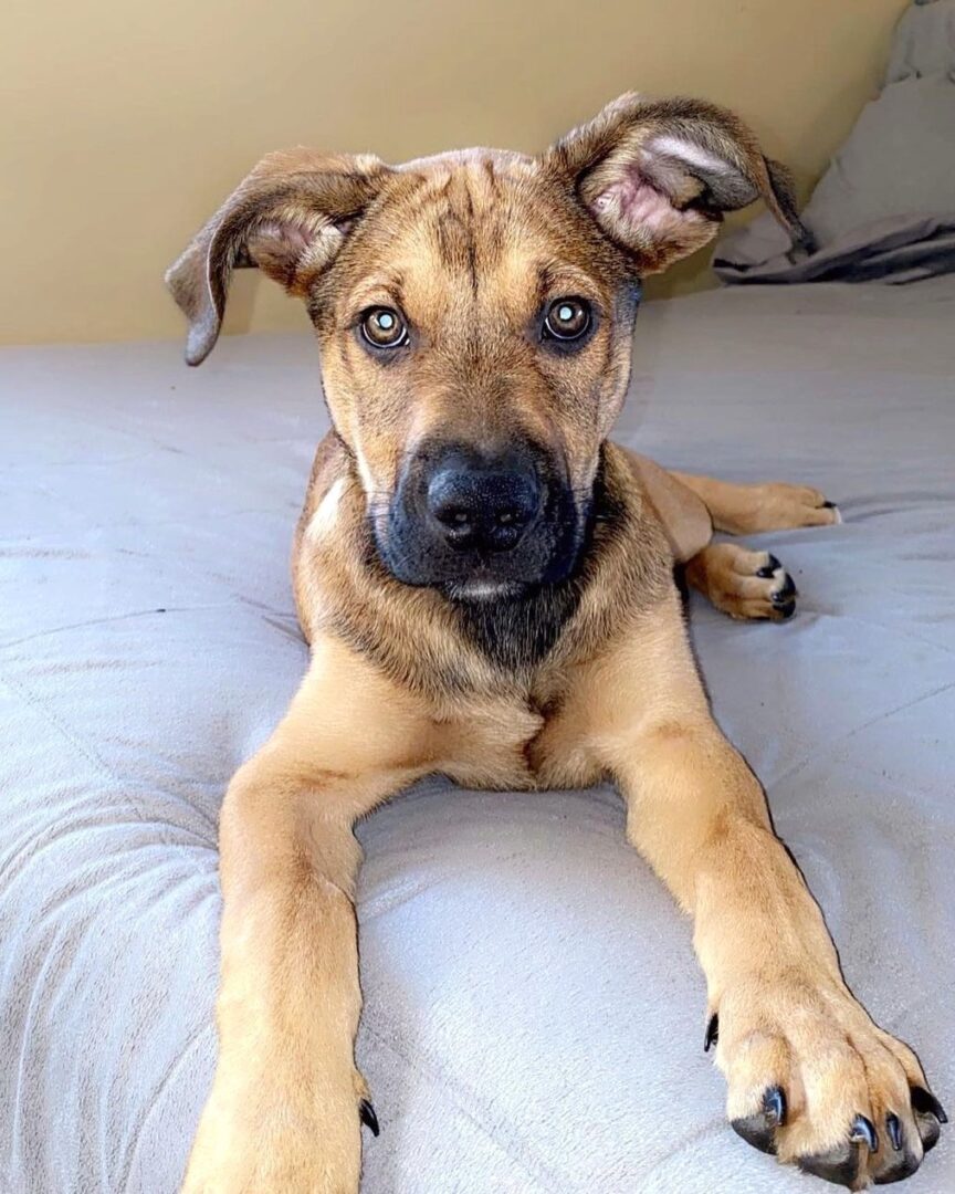 Bullmastiff German Shepherd Mix Info, Pictures, Traits & Facts