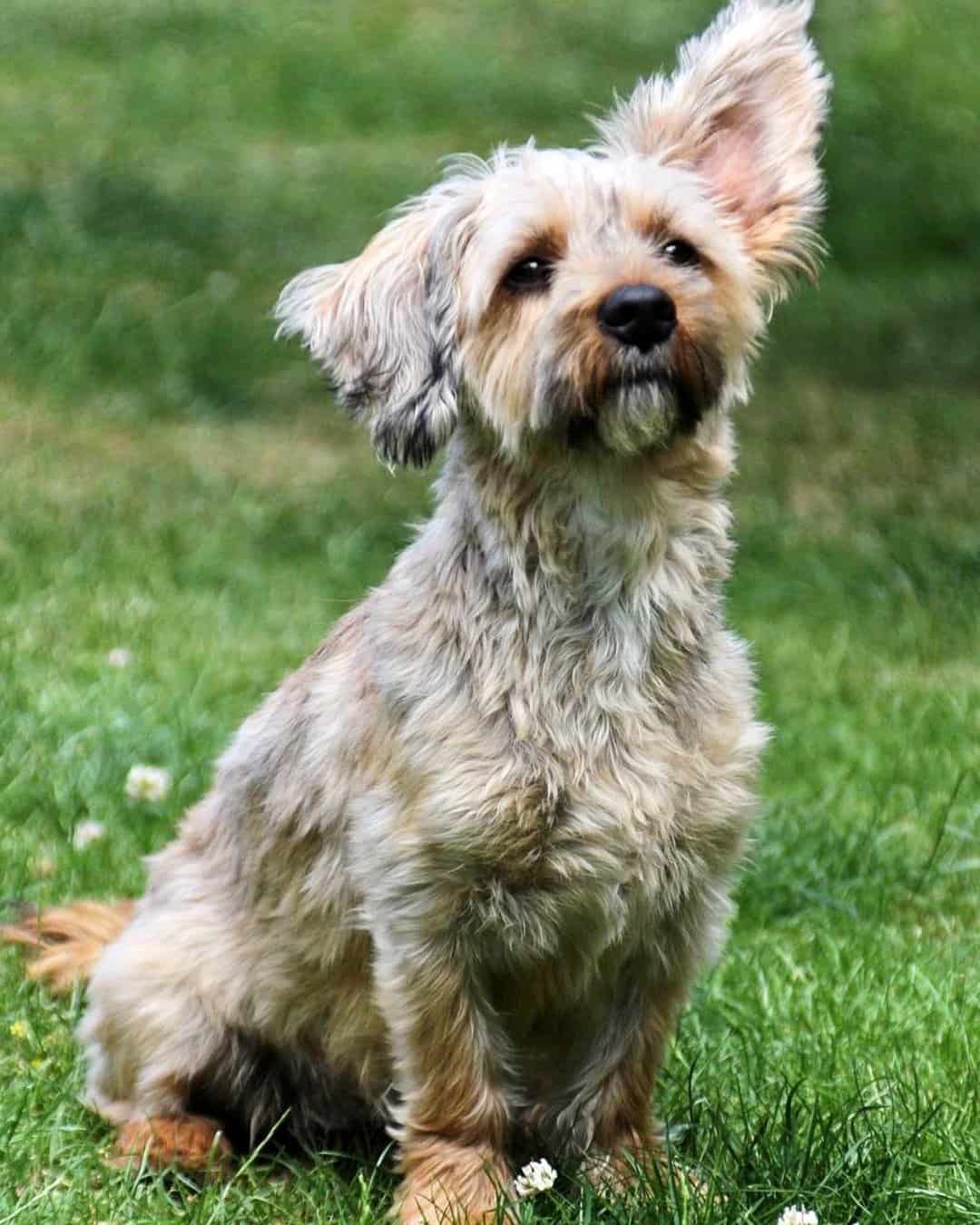 Cocker Spaniel Mixes 38 Beautiful Crossbreeds (With Pictures)