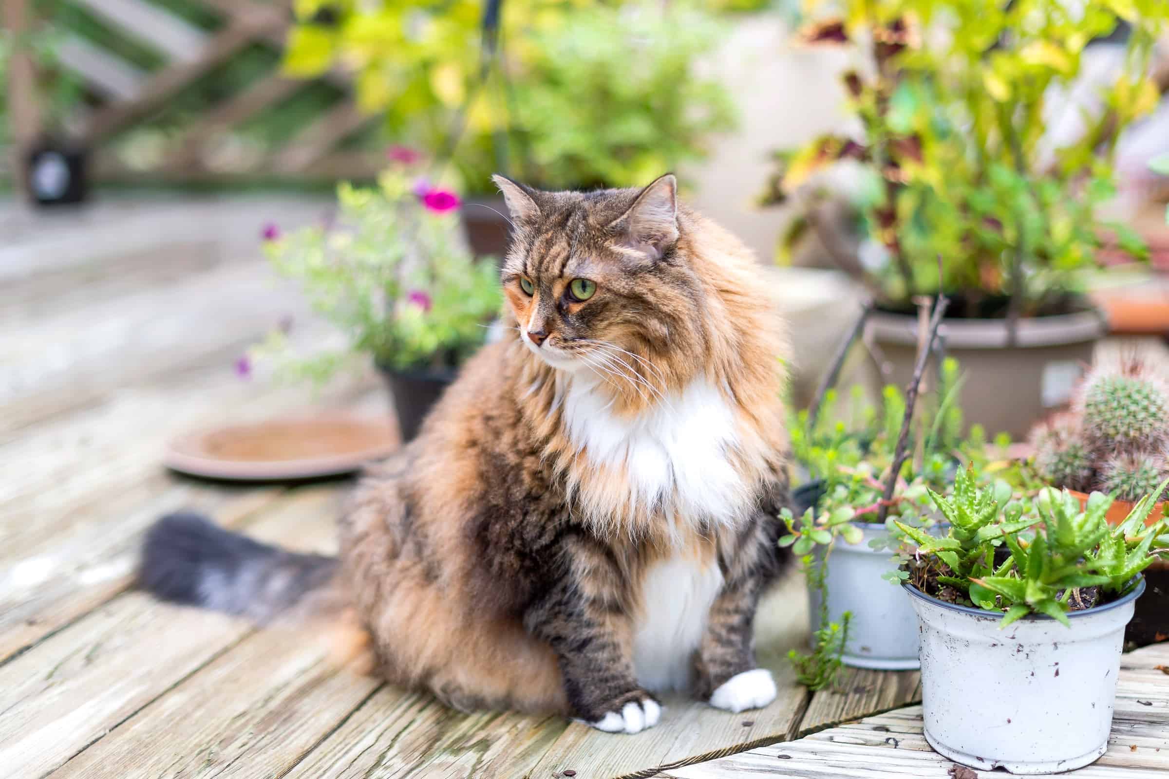 LongHaired Calico Cat Can Calico Cats Have Long Hair?