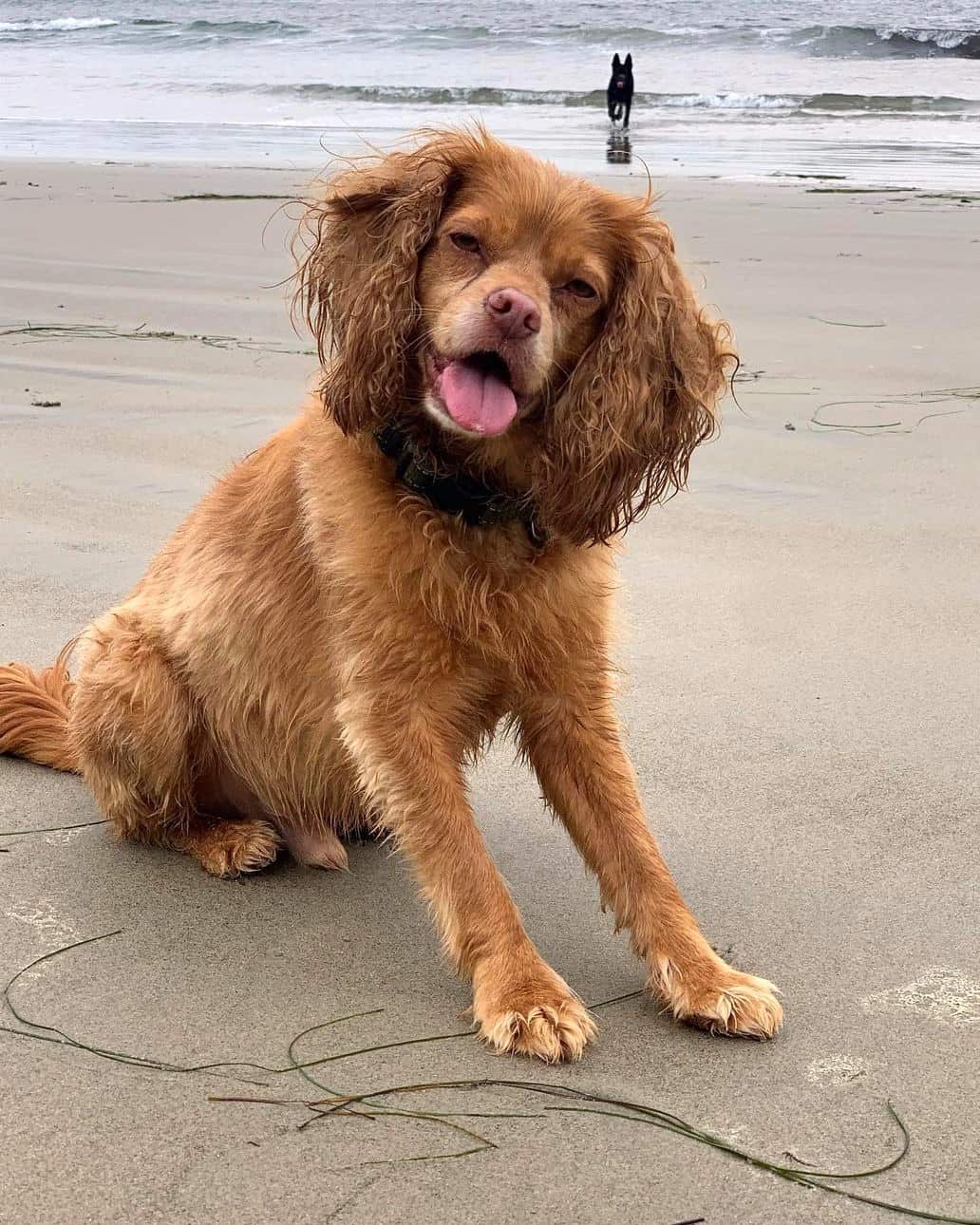 Cocker Spaniel Mixes 38 Beautiful Crossbreeds