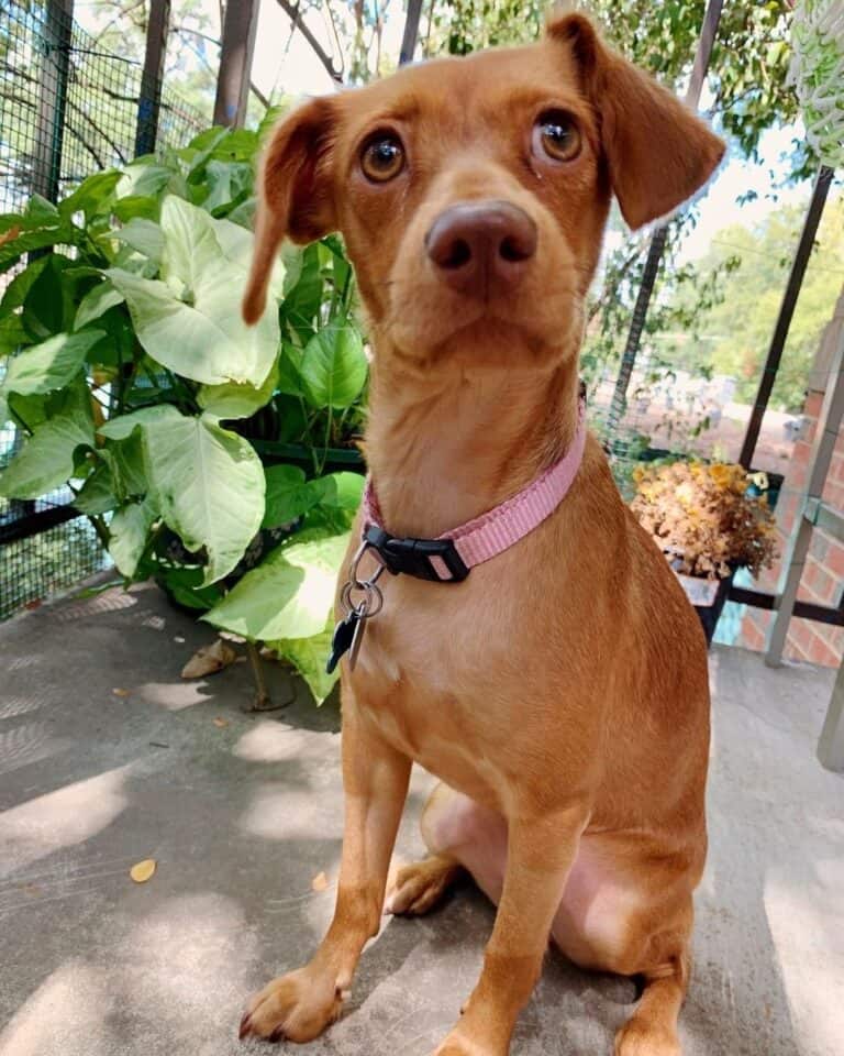 Vizsla Mixes: 25 Loyal Crossbreeds You'll Love
