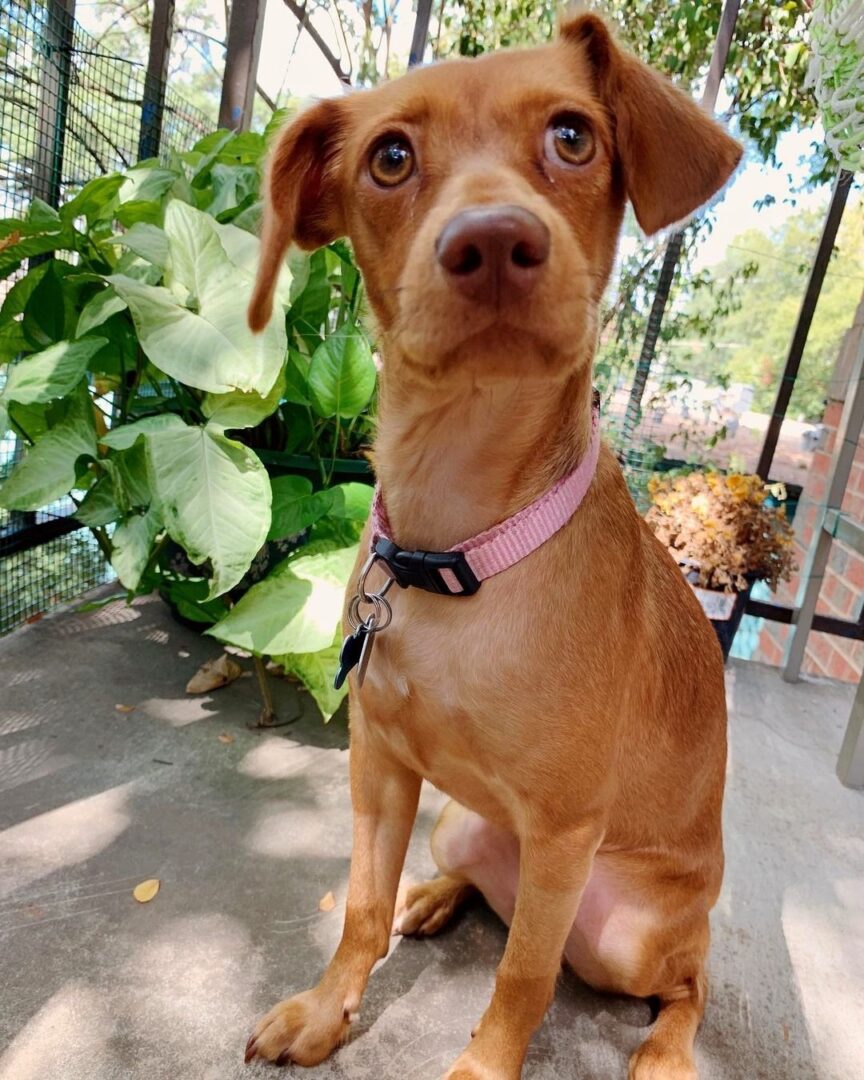 Vizsla Mixes 25 Loyal Crossbreeds You'll Love (With Pictures)