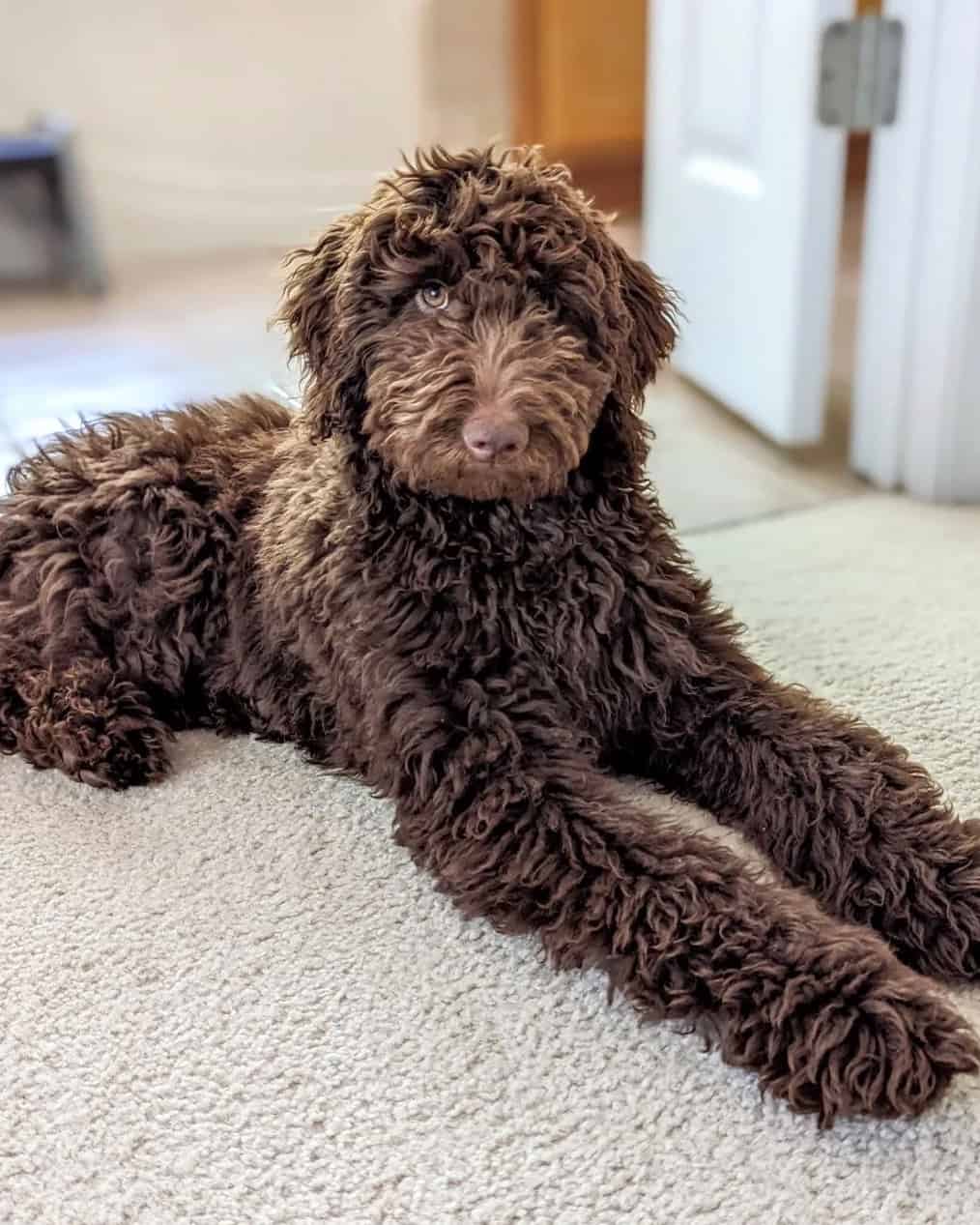 The Chocolate Goldendoodle Everything You Need to Know