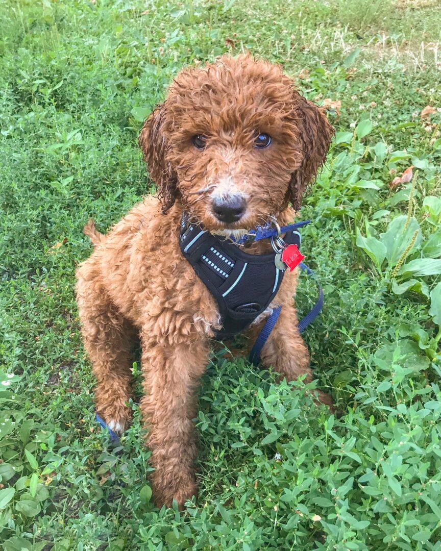The Chocolate Goldendoodle Everything You Need to Know