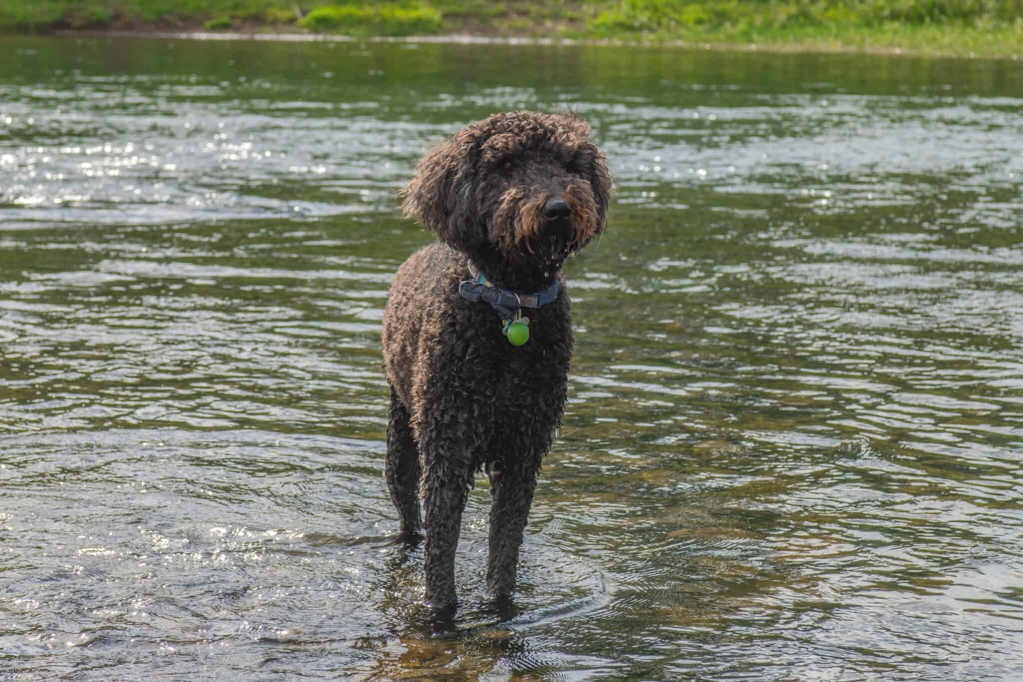 The Chocolate Goldendoodle Everything You Need to Know