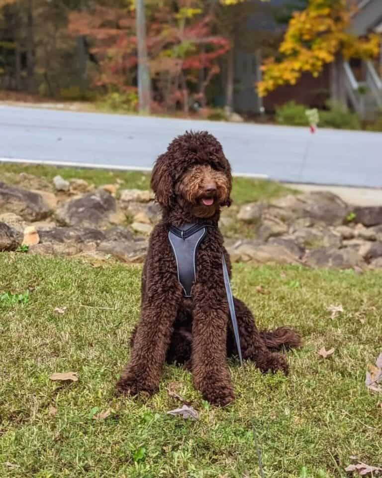 The Chocolate Goldendoodle Everything You Need to Know