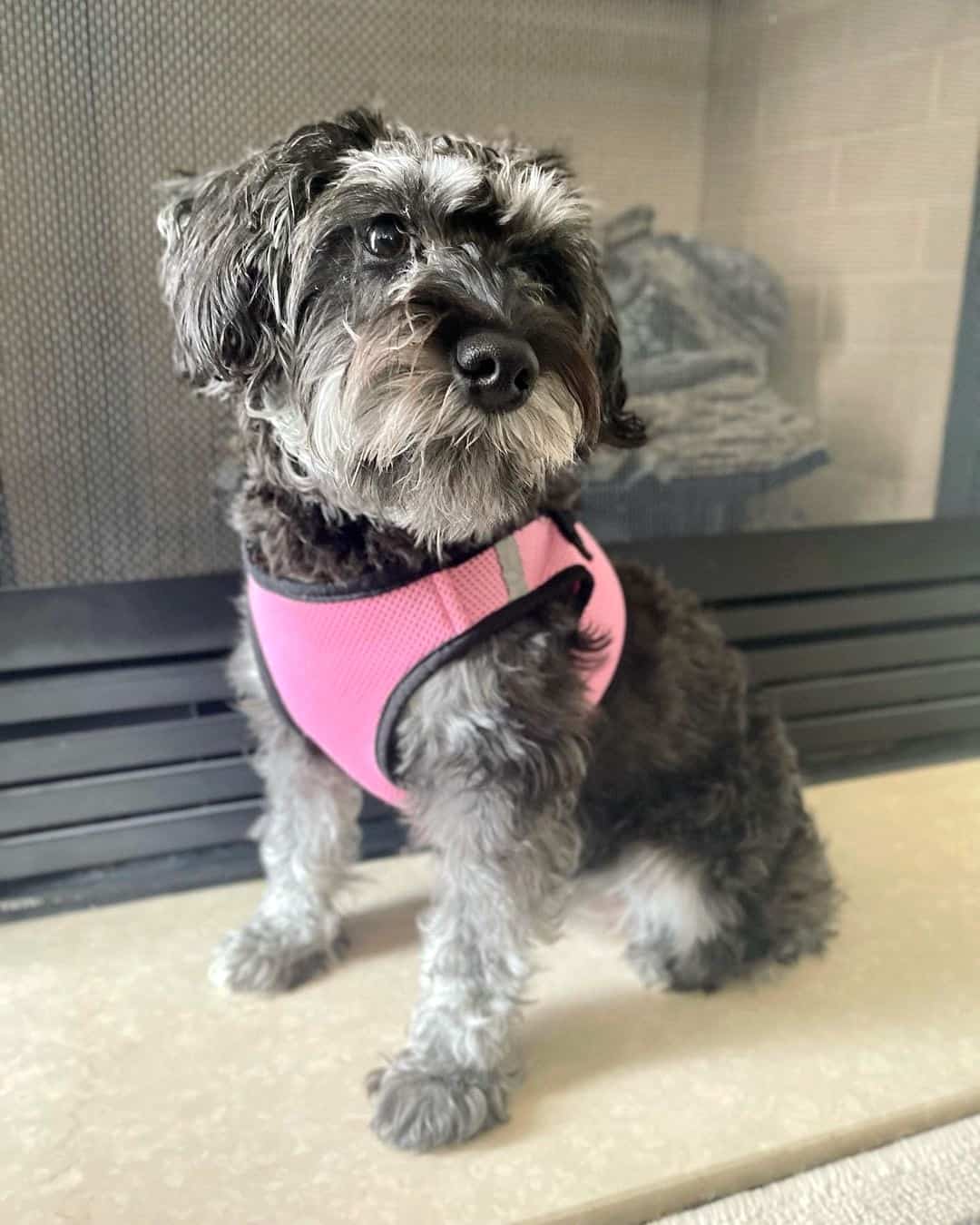 Schnauzer Mixes 31 Beautiful Bearded Hybrids