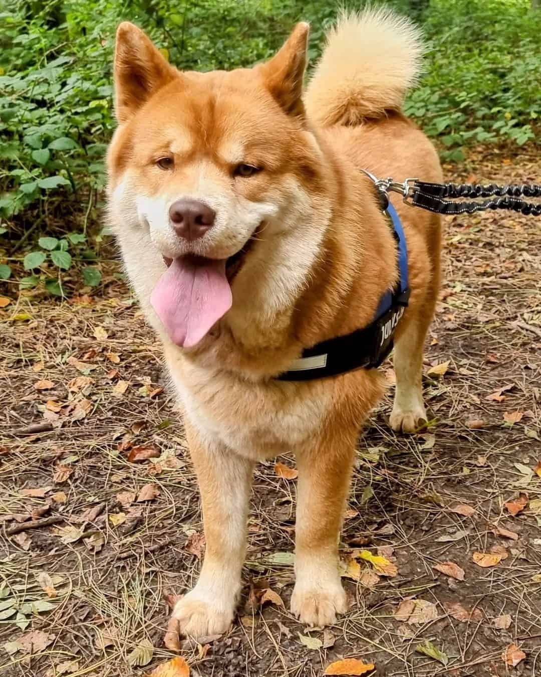 Red Cantonese Bear Dog Does It Really Exist or Just a Hoax?
