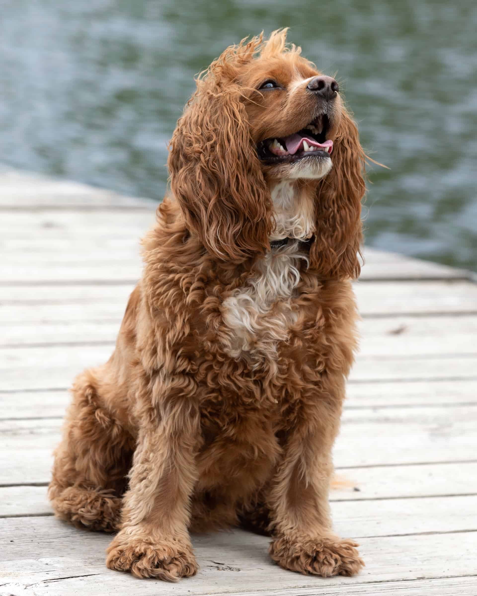 Cocker Spaniel Mixes 38 Beautiful Crossbreeds