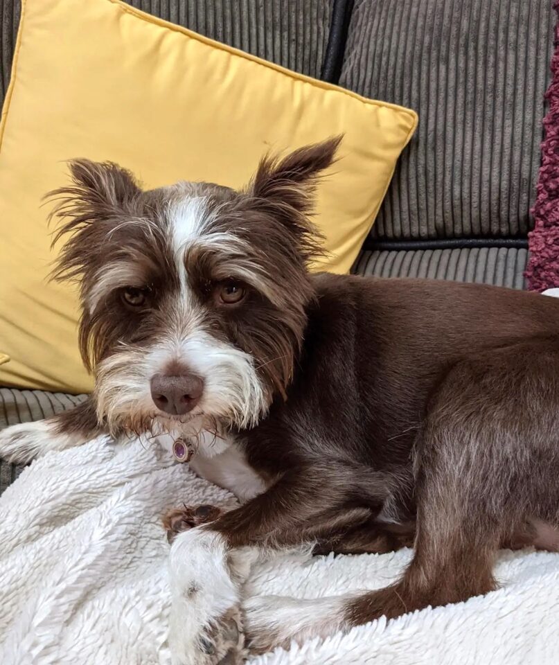 Schnauzer Mixes 31 Beautiful Bearded Hybrids
