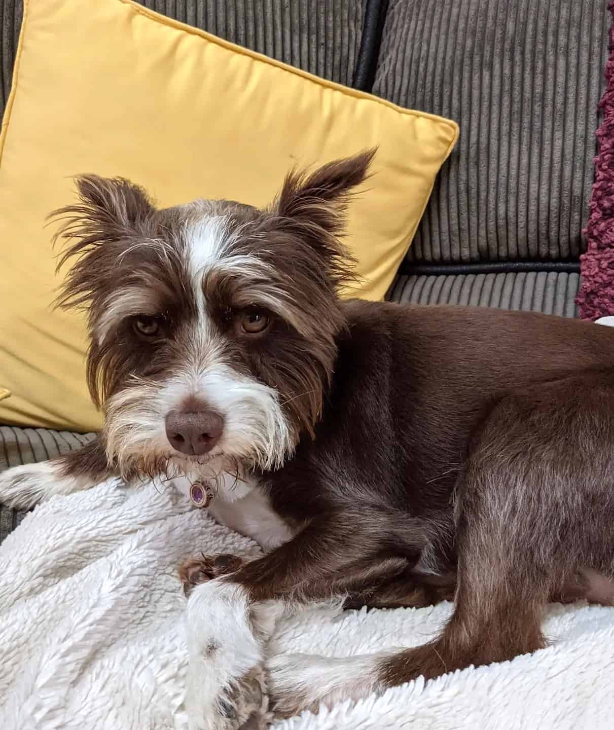 Schnauzer Mixes 31 Beautiful Bearded Hybrids