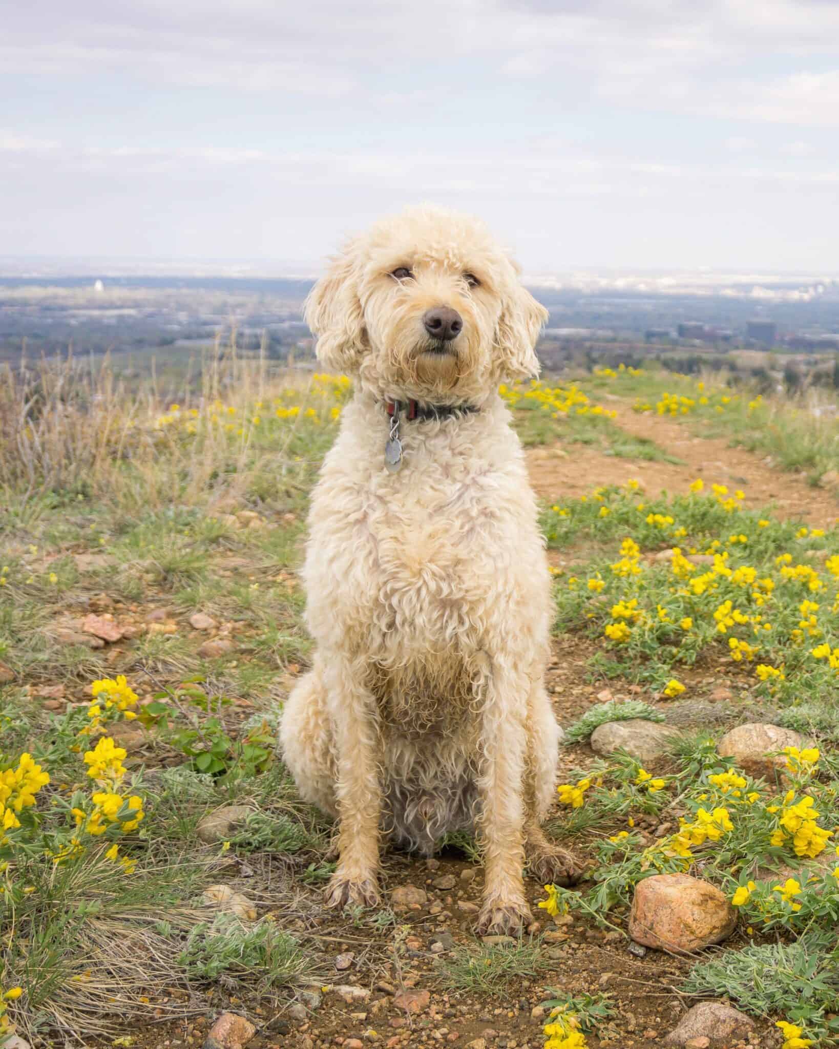 The Cream Goldendoodle 12 Things You Probably Didn't Know