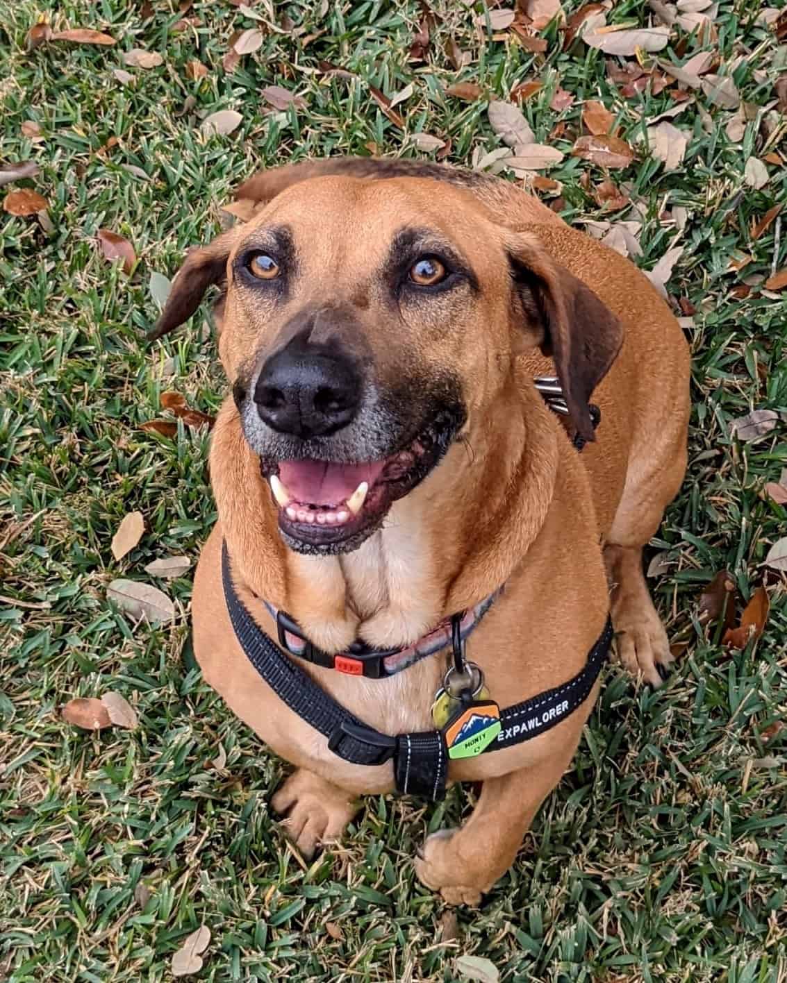Black Mouth Cur Mixes 13 Fearless and Protective Crossbreeds