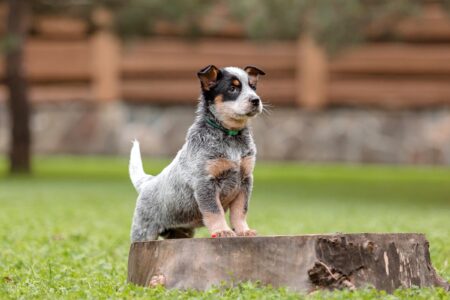 Queensland Heeler | Breed Information, Pictures, Traits & Facts