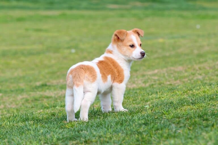 Why Is My Dog's Tail Down? What Does It Mean & What to Do