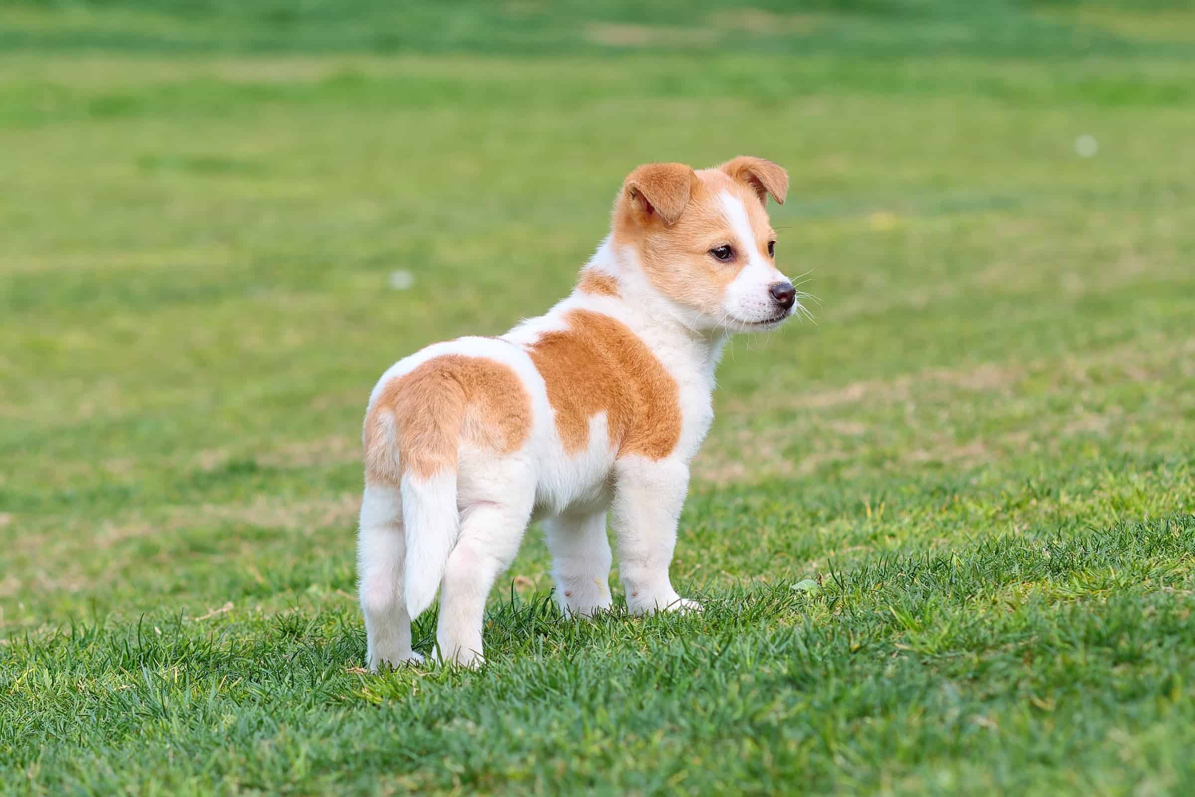 Why Is My Dog's Tail Down? What Does It Mean & What to Do