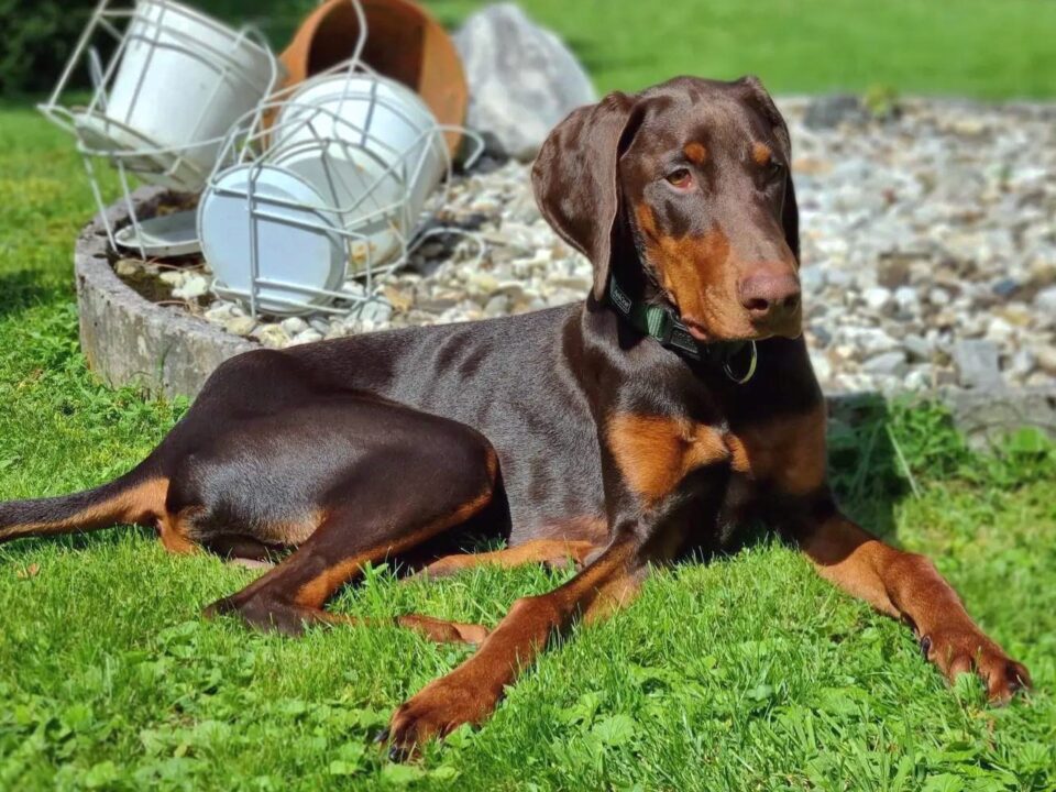 Vizsla Mixes 25 Loyal Crossbreeds You'll Love (With Pictures)