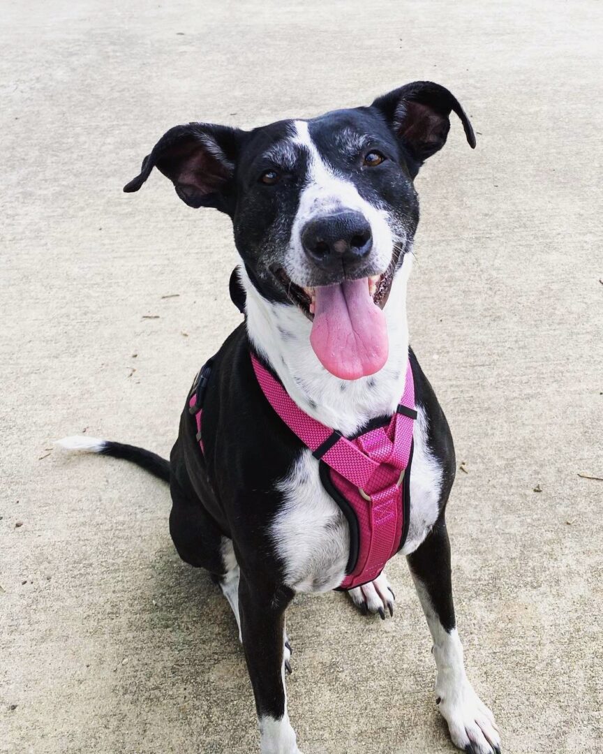 Whippet Mixes 31 Different Whippet Hybrids (With Pictures)