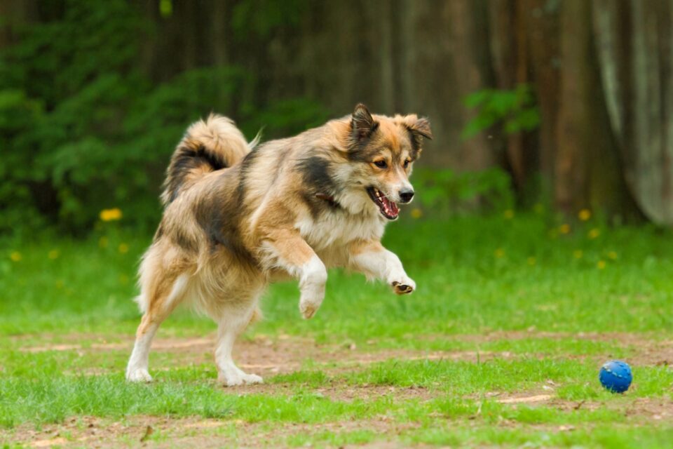 My Dog Jumped After Being Spayed! (Should You Worry?)