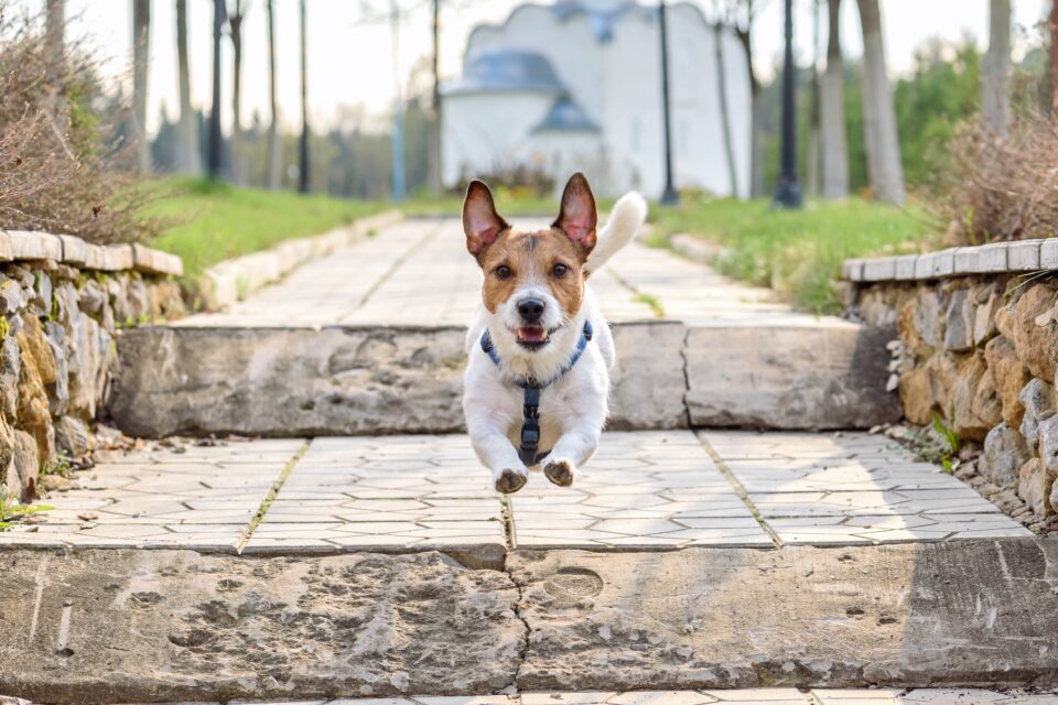 My Dog Jumped After Being Spayed! (Should You Worry?)