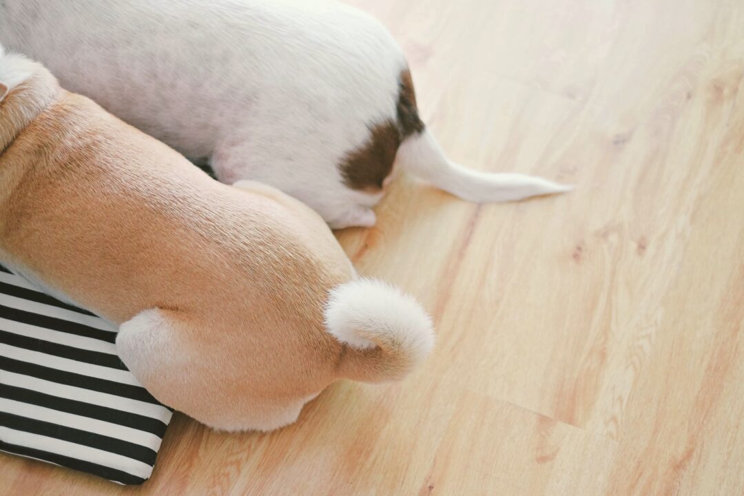 Why Is My Dog's Tail Down? What Does It Mean & What to Do