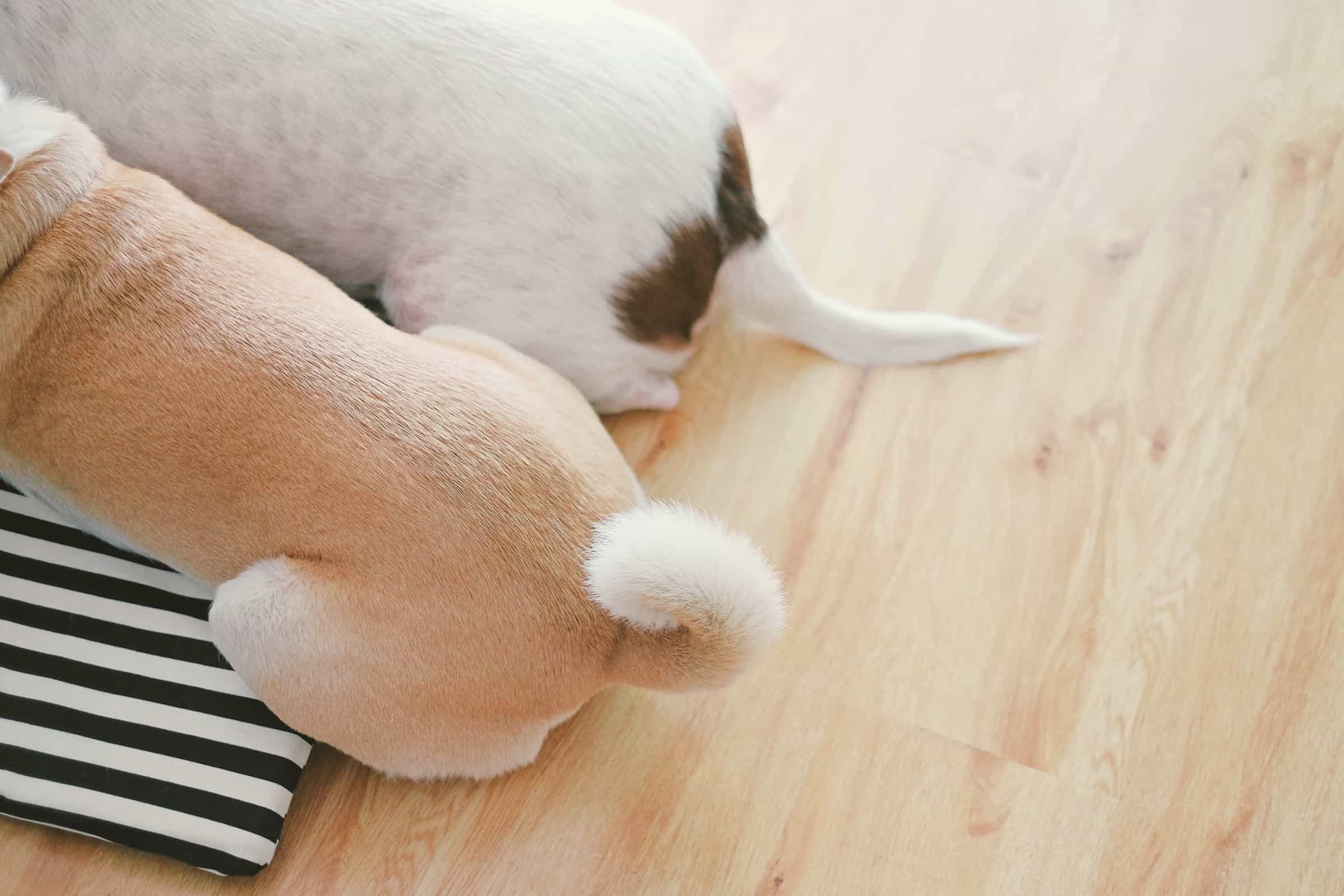 Why Is My Dog's Tail Down? What Does It Mean & What to Do
