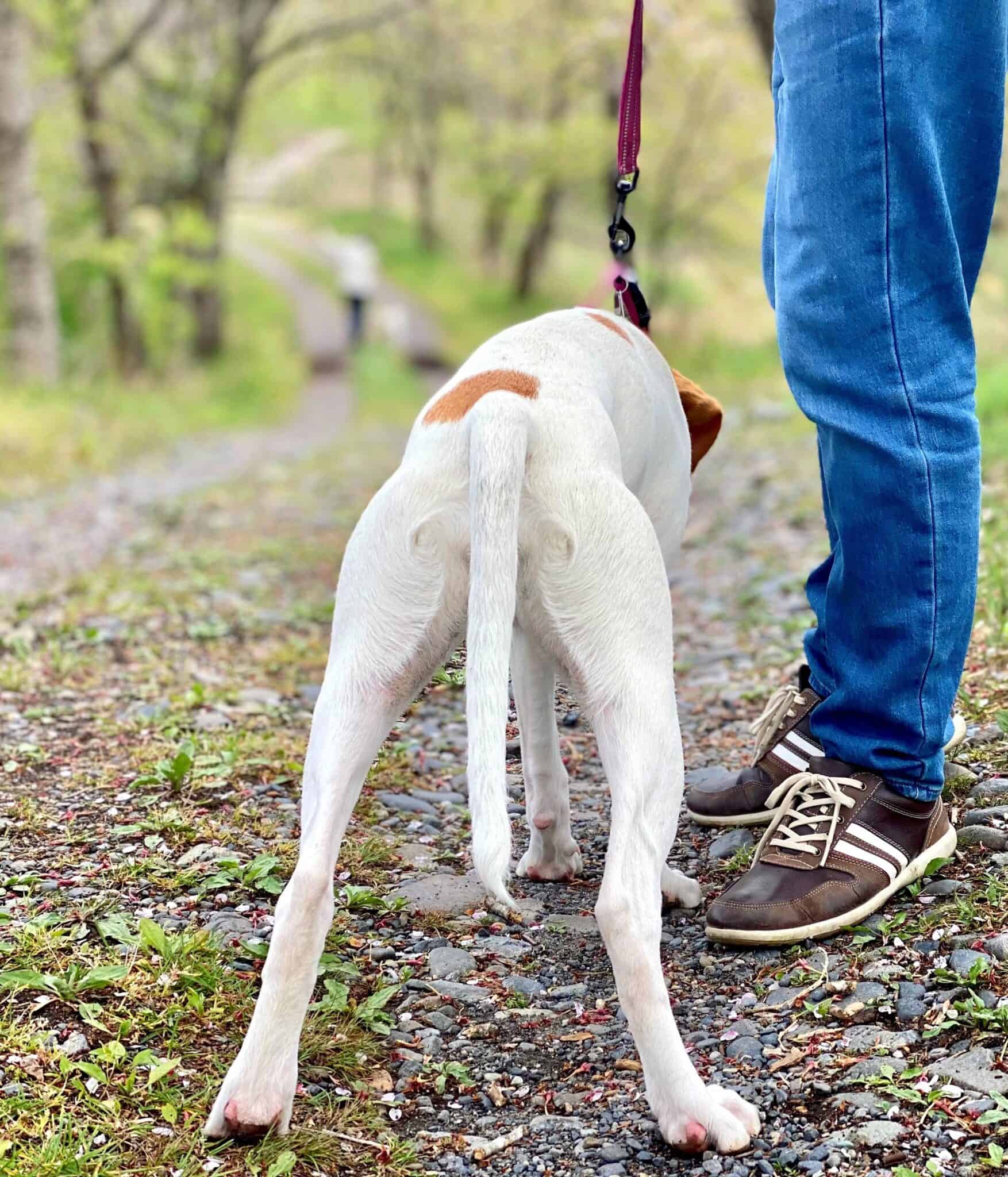 Why Is My Dog's Tail Down? What Does It Mean & What to Do