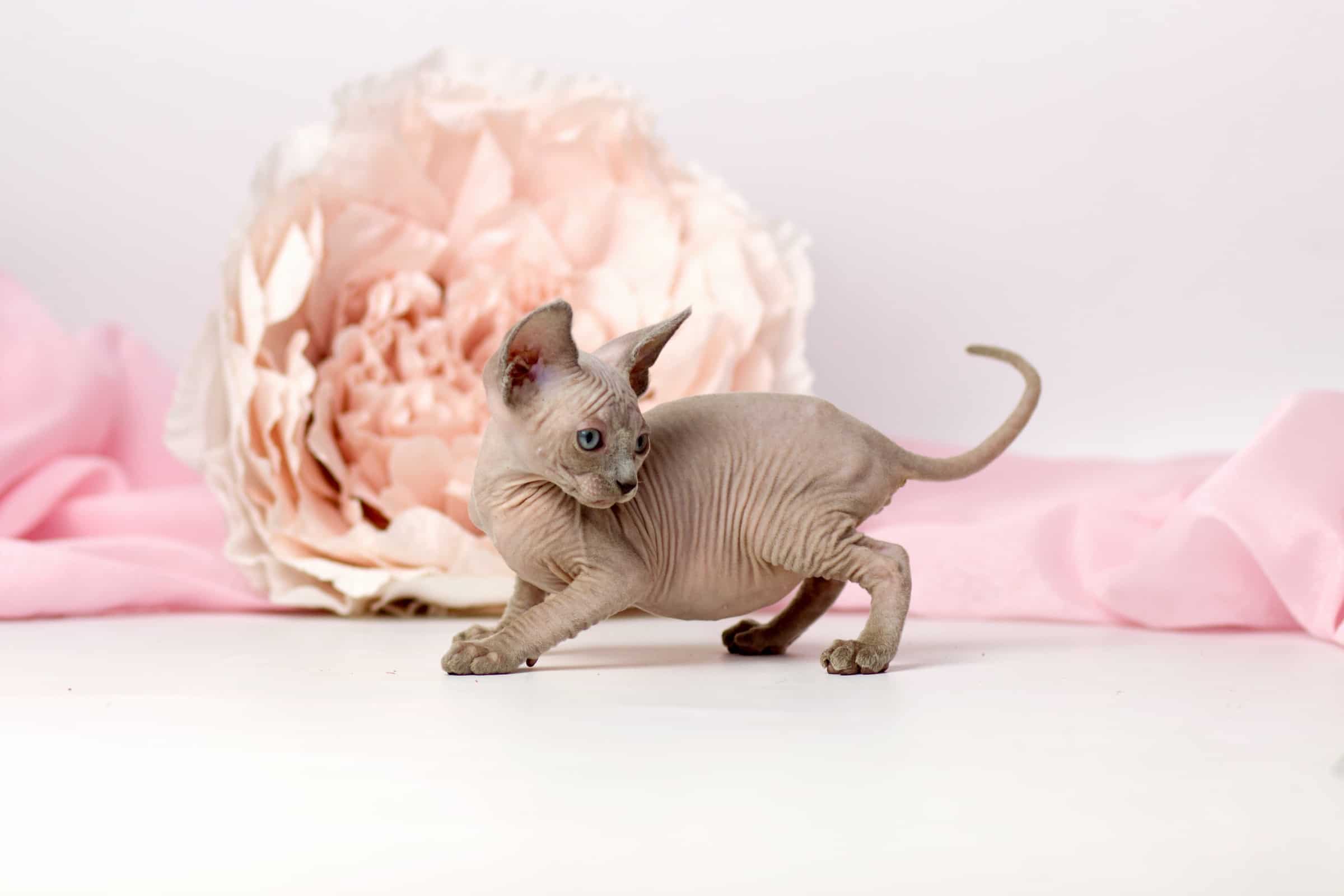 Elf Cat Breed Information, Pictures, Characteristics & Care