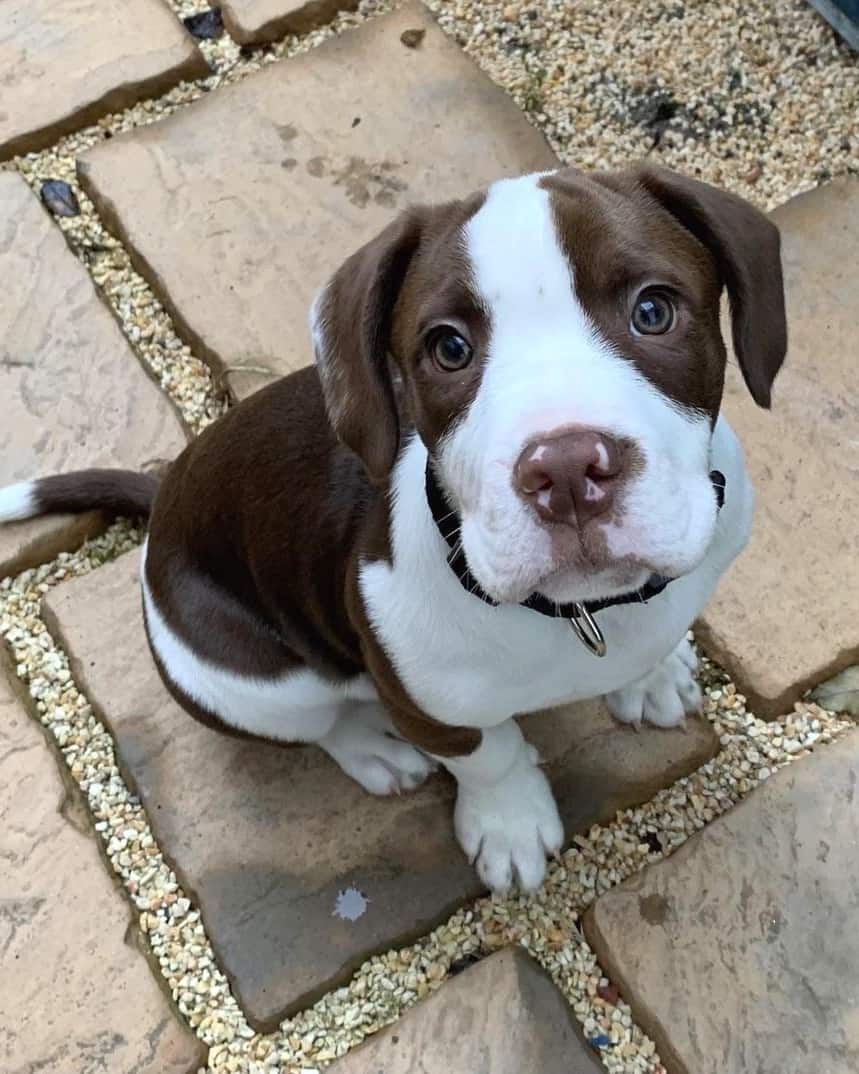Springer Spaniel Mix Breeds Springer Spaniel Mix Breeds