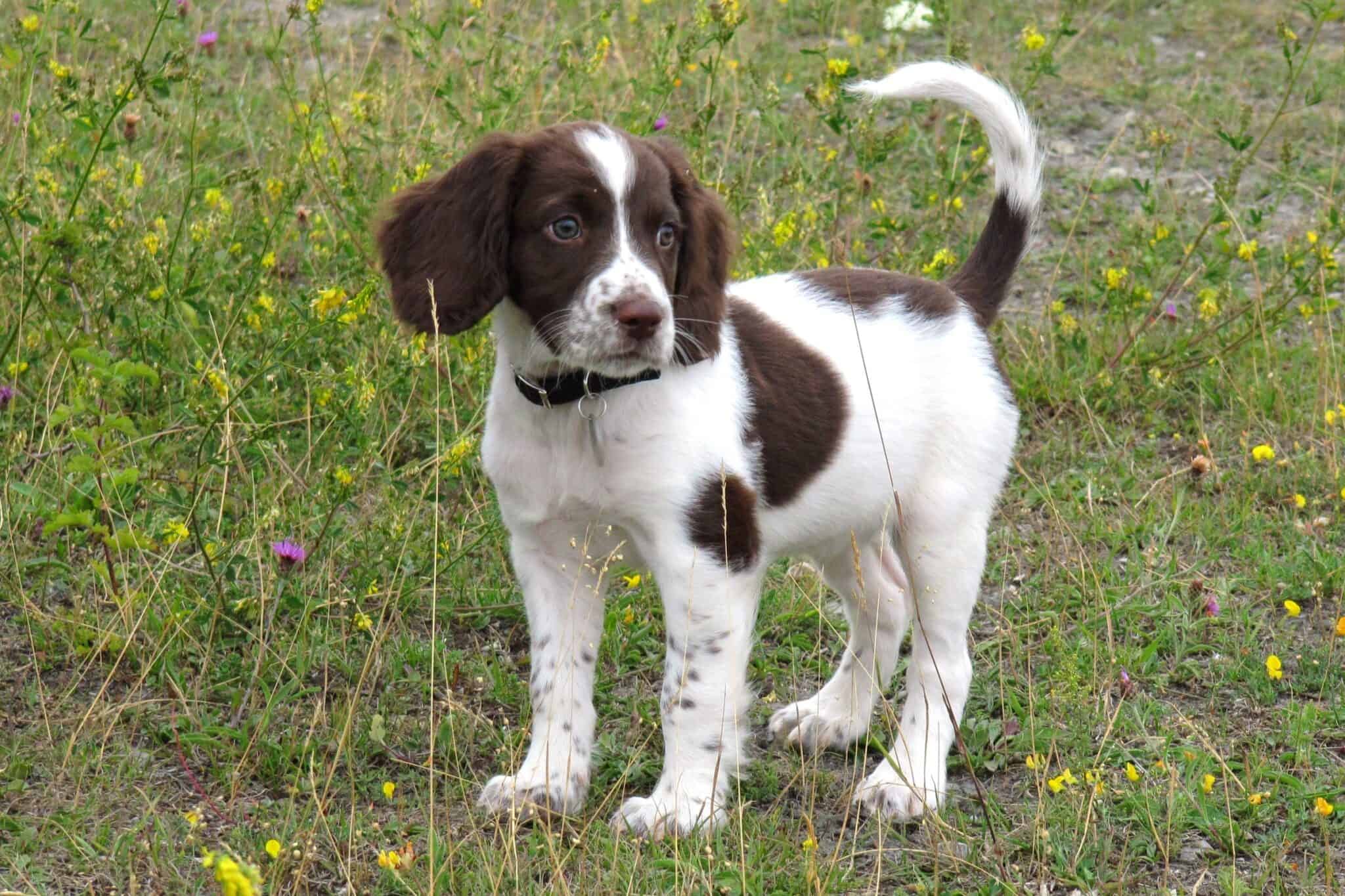 English Springer Spaniel Mixes 28 Unique Smart Crossbreeds English Springer Spaniel Mixes 28 Unique Smart Crossbreeds